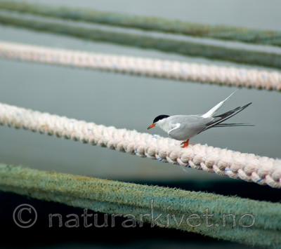 BB 05 0172 / Sterna hirundo / Makrellterne